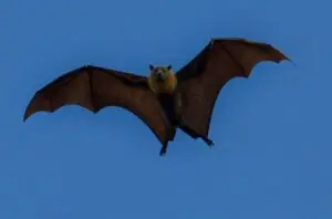 Little Brown Myotis